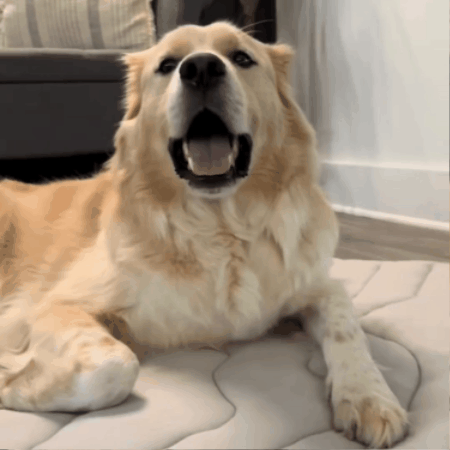 Cane fresco e rilassato