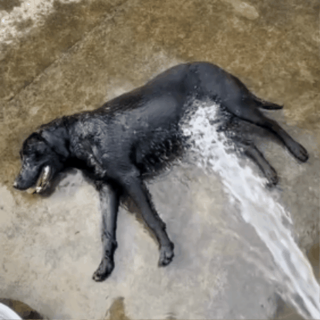 Cane al fresco sul tappetino