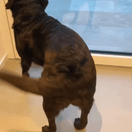 Cane felice e giocoso